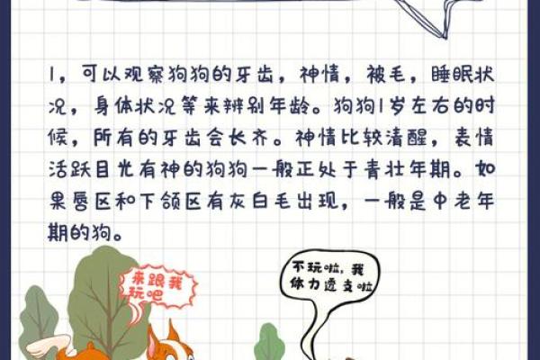 如何正确计算狗狗的年龄，让养宠更科学